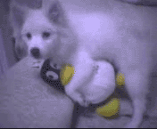 1101182255e405a5c3d0b4d90a.gif