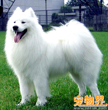 爱斯基摩犬萨摩耶 4800-8000 （北京市价）.jpg