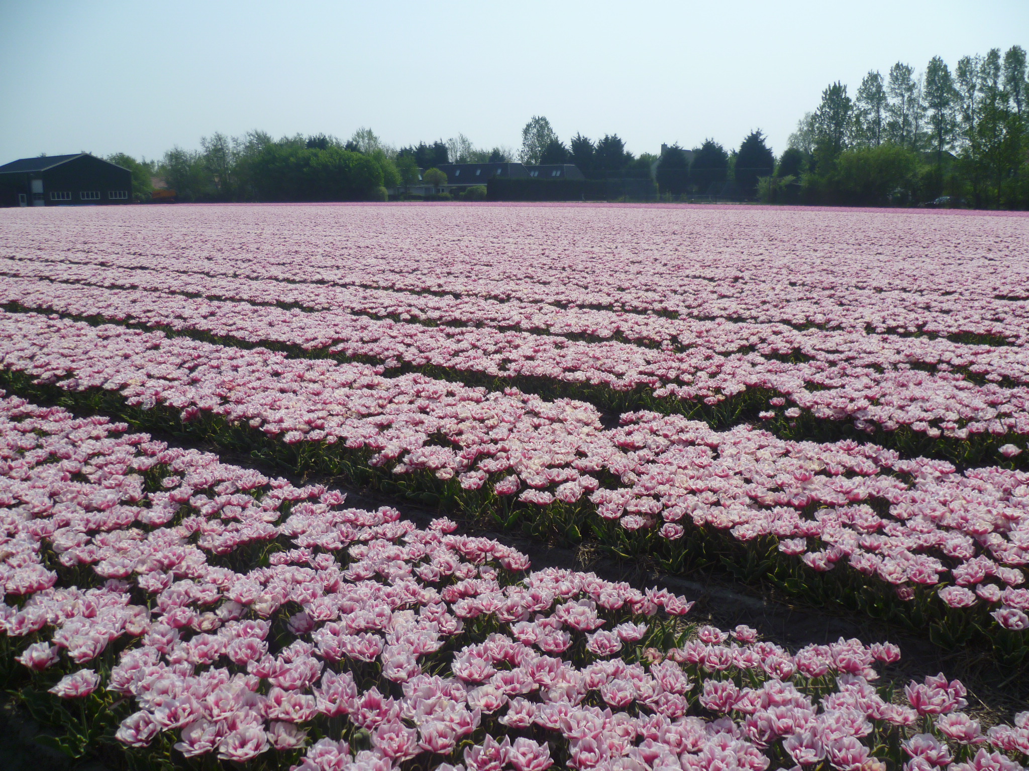 郁金香花田2