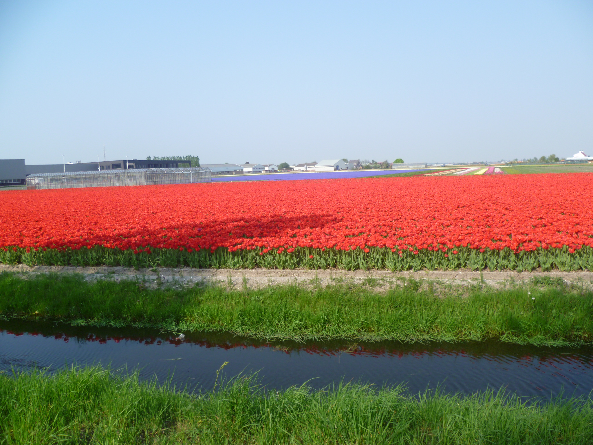 郁金香花田5