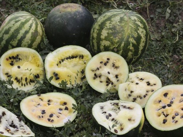 4xigua.jpg