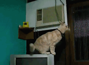 64c3291ctw1dhu3tdeq0gg.gif