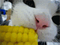 67bf1bb2gw1dhu40svpdfg.gif