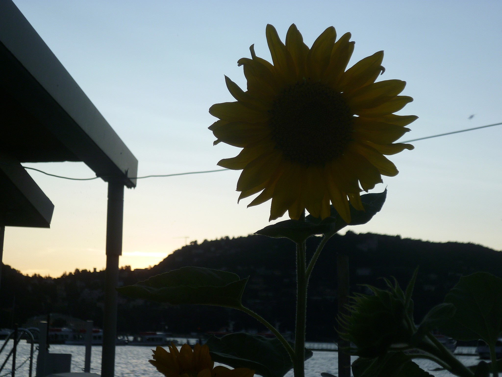 P1040420_conew1.jpg