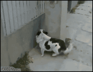 Dog_climbs_wall.gif