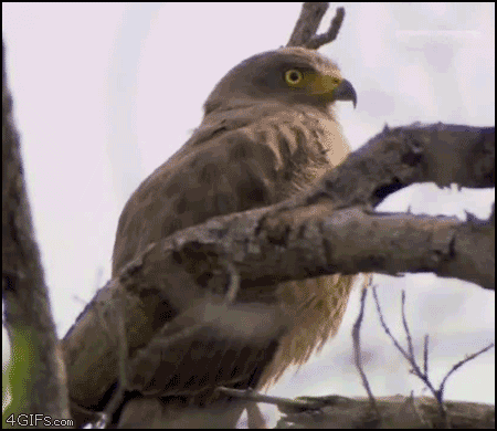 Dramatic_eagle.gif