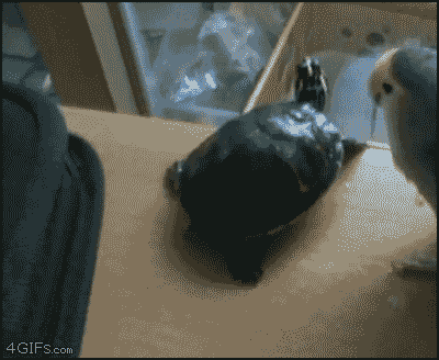 Jerk_bird_turtle.gif