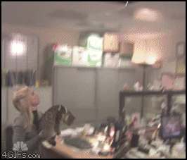 Cat_thrown.gif