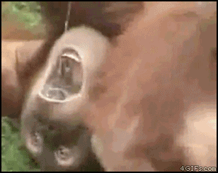 Orangutan_drinks_urine.gif