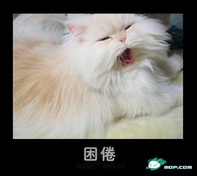 p_large_5c0l_24f600002a332d0e.jpg