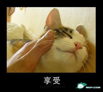p_large_C2yH_24f800006f152d0e.jpg