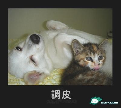 p_large_hKXP_24f800006f082d0e.jpg