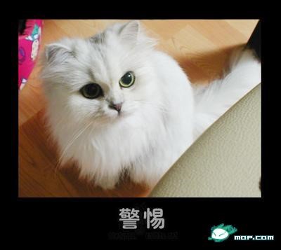p_large_m2tG_24fa0000d6762d0e.jpg