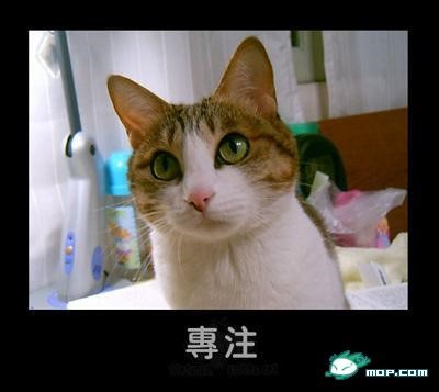 p_large_Mkey_24fa0000d6602d0e.jpg
