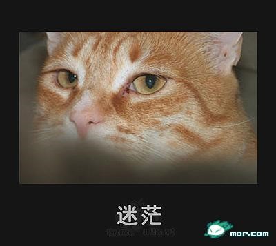 p_large_mqbK_24f400000bf72d0e.jpg