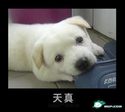 p_large_QG0R_24f800006f0f2d0e.jpg