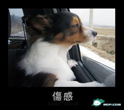 p_large_PV22_24f800006f182d0e.jpg