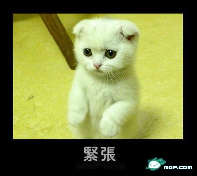 p_large_QwNi_24fa0000d65b2d0e.jpg