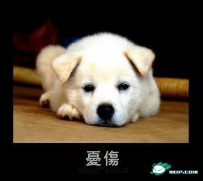 p_large_WMYA_24fa0000d6712d0e.jpg