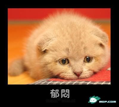 p_large_xMll_24fa0000d6632d0e.jpg