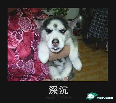 p_large_zM9Y_24fa0000d6672d0e.jpg