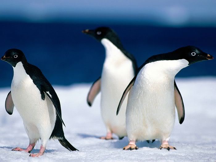 5Bwallcoo_com5D_penguin_wallpape-3.jpg