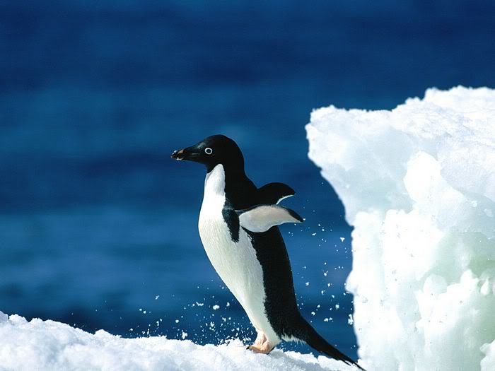 5Bwallcoo_com5D_penguin_wallpape-2.jpg