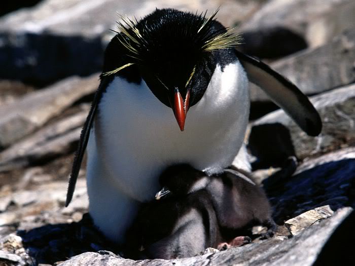 5Bwallcoo_com5D_penguin_wallpape-4.jpg