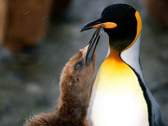 5Bwallcoo_com5D_penguin_wallpape-6.jpg