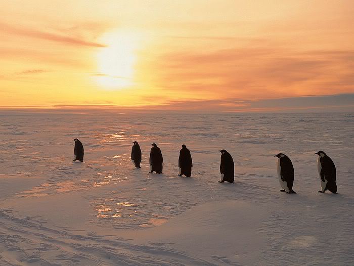 5Bwallcoo_com5D_penguin_wallpape-9.jpg