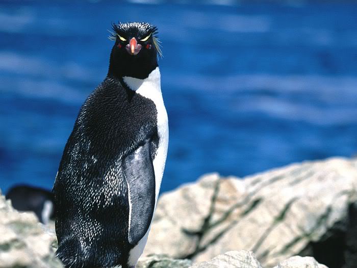 5Bwallcoo_com5D_penguin_wallpape-8.jpg