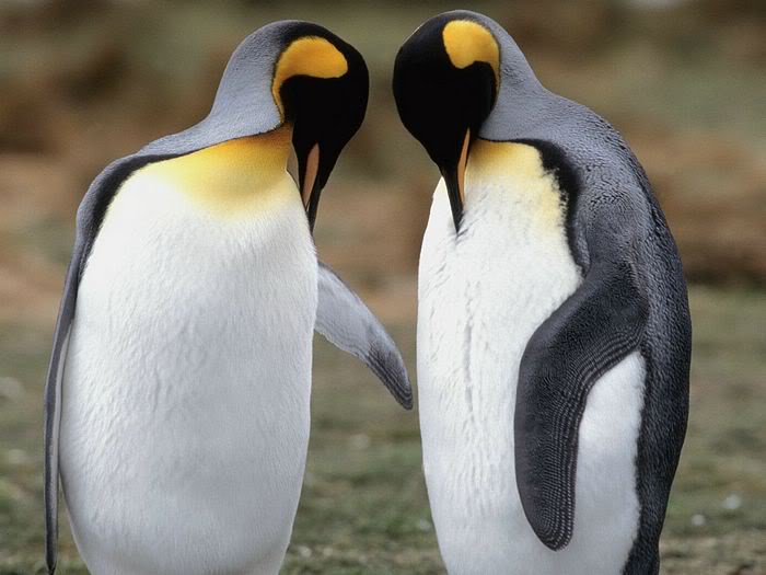 5Bwallcoo_com5D_penguin_wallpape-10.jpg