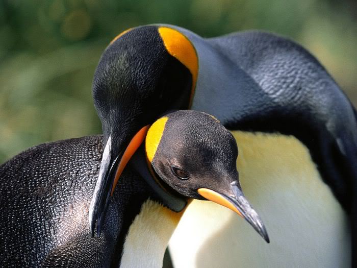 5Bwallcoo_com5D_penguin_wallpape-11.jpg