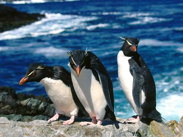 5Bwallcoo_com5D_penguin_wallpape-12.jpg