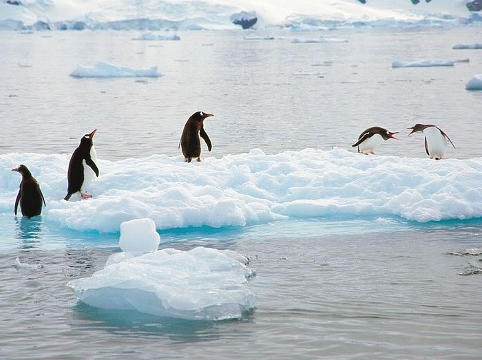 5Bwallcoo_com5D_penguin_wallpape-14.jpg