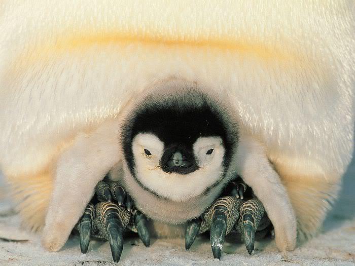 5Bwallcoo_com5D_penguin_wallpape-15.jpg
