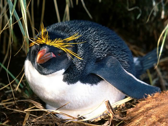 5Bwallcoo_com5D_penguin_wallpape-17.jpg