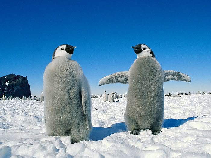 5Bwallcoo_com5D_penguin_wallpape-19.jpg