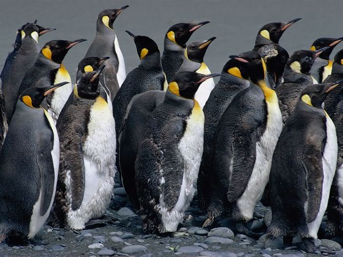 5Bwallcoo_com5D_penguin_wallpape-18.jpg