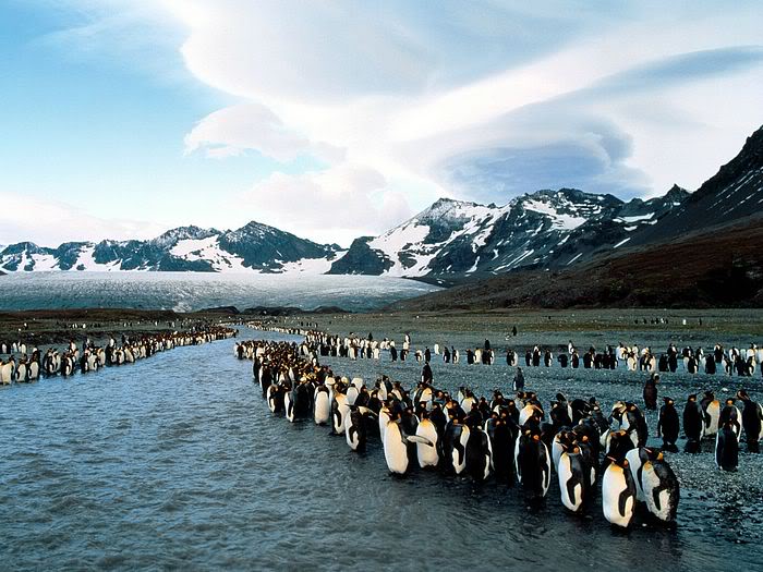 5Bwallcoo_com5D_penguin_wallpape-20.jpg