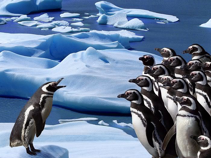 5Bwallcoo_com5D_penguin_wallpape-21.jpg