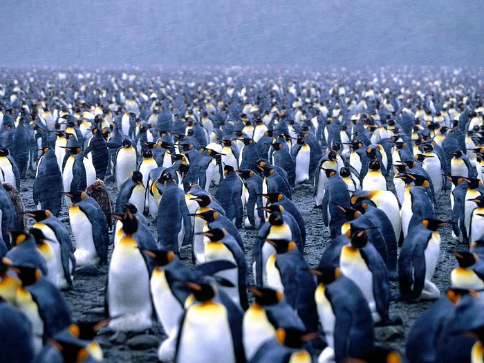 5Bwallcoo_com5D_penguin_wallpape-22.jpg