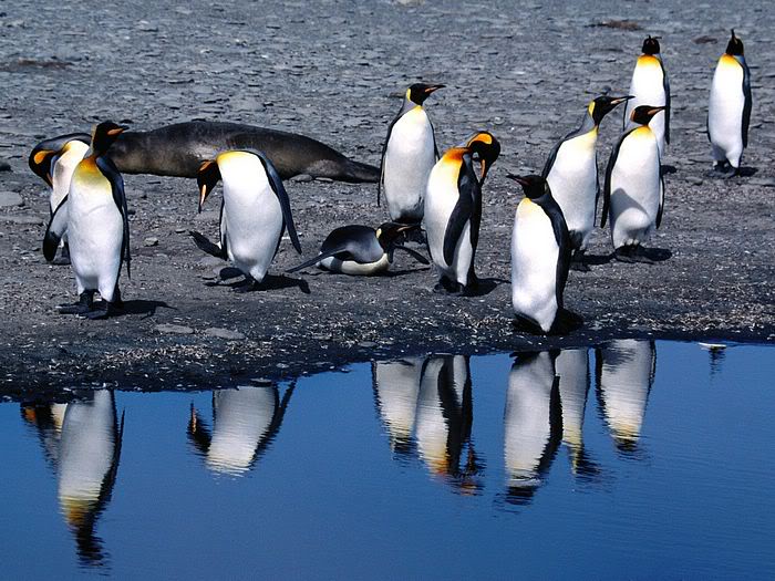 5Bwallcoo_com5D_penguin_wallpape-23.jpg