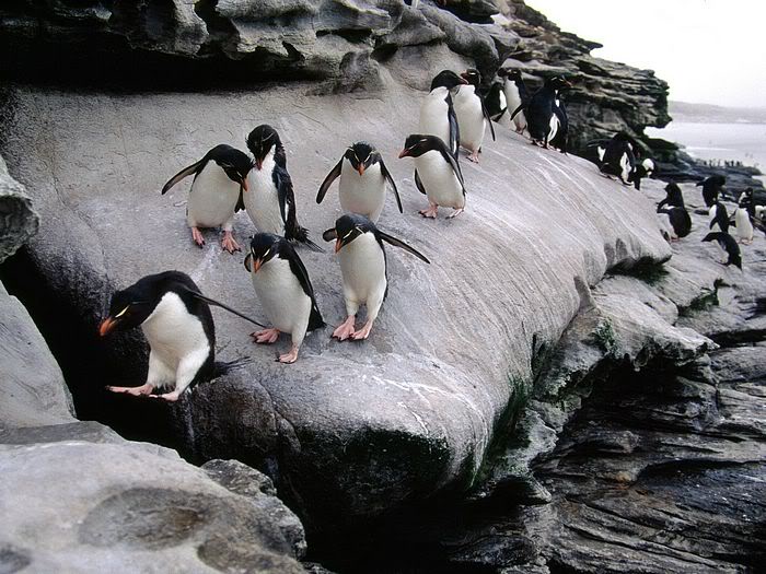 5Bwallcoo_com5D_penguin_wallpape-24.jpg