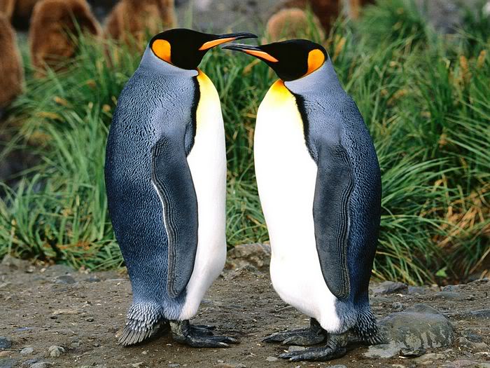 5Bwallcoo_com5D_penguin_wallpape-25.jpg
