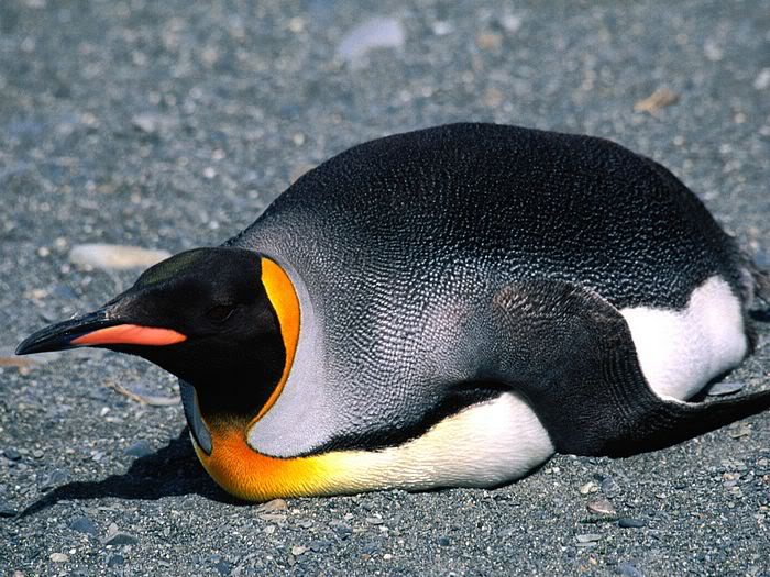 5Bwallcoo_com5D_penguin_wallpape-26.jpg