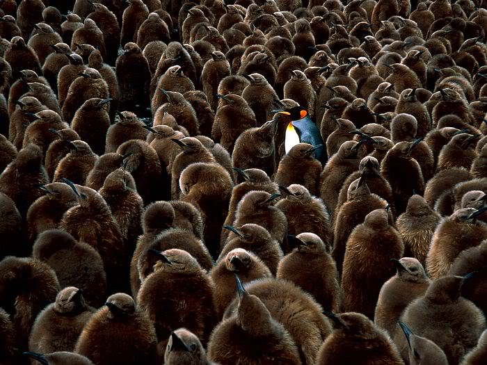 5Bwallcoo_com5D_penguin_wallpape-27.jpg