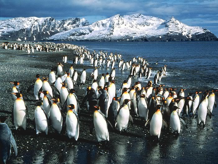 5Bwallcoo_com5D_penguin_wallpape-28.jpg