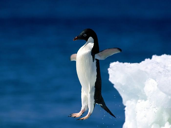 5Bwallcoo_com5D_penguin_wallpapers_.jpg