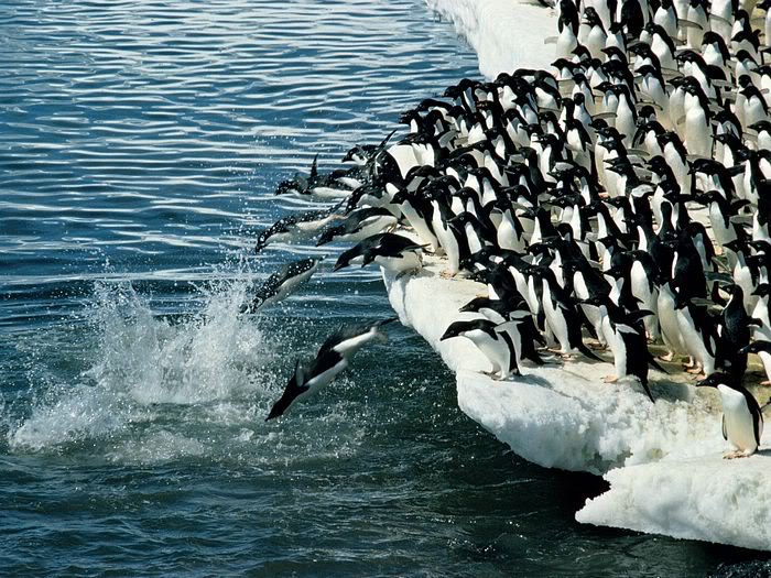 5Bwallcoo_com5D_penguin_wallpape-29.jpg